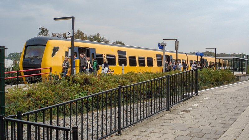 Buffel op het oude station